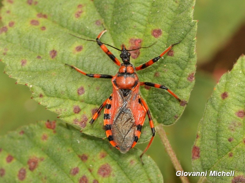 Reduviidae:   Rhynocoris rubricus,  femmina